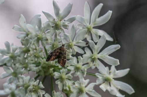 Anthophila fabriciana